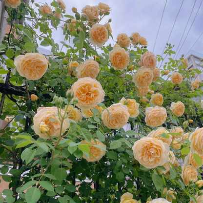 🌈 Premium Climbing Roses Bulbs 🌹 Fast Growing, Easy Care & Highly Fragrant ✨ Perfect for Any Garden