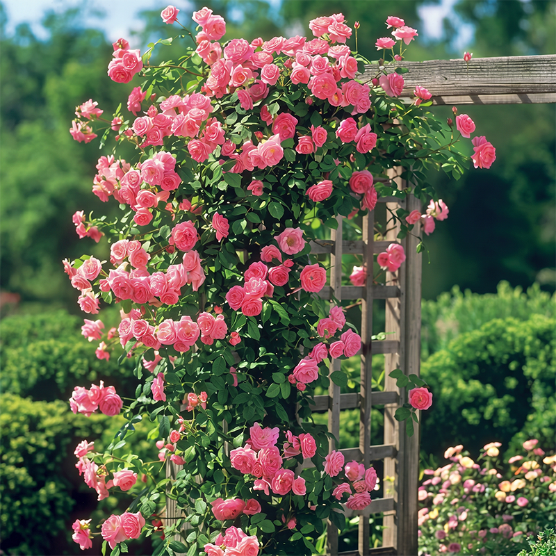 🌈 Premium Climbing Roses Bulbs 🌹 Fast Growing, Easy Care & Highly Fragrant ✨ Perfect for Any Garden