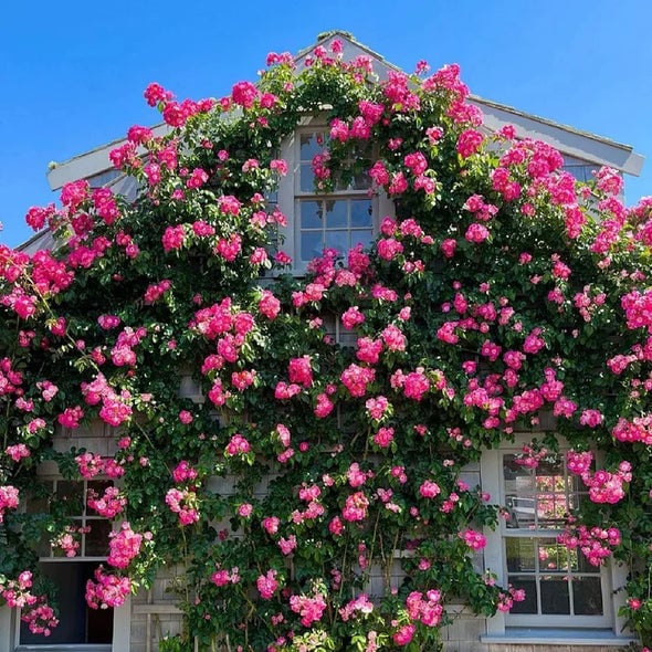 🌈 Premium Climbing Roses Bulbs 🌹 Fast Growing, Easy Care & Highly Fragrant ✨ Perfect for Any Garden