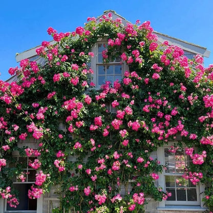 🌈 Premium Climbing Roses Bulbs 🌹 Fast Growing, Easy Care & Highly Fragrant ✨ Perfect for Any Garden