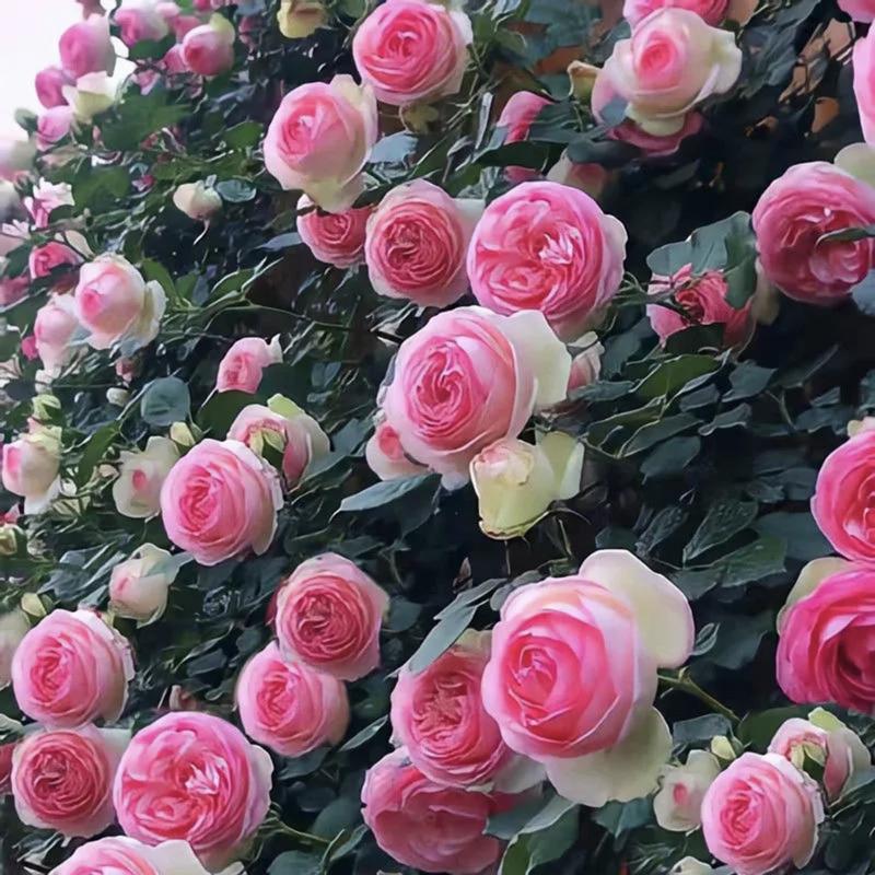 🌈 Premium Climbing Roses Bulbs 🌹 Fast Growing, Easy Care & Highly Fragrant ✨ Perfect for Any Garden