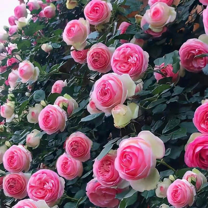 🌈 Premium Climbing Roses Bulbs 🌹 Fast Growing, Easy Care & Highly Fragrant ✨ Perfect for Any Garden
