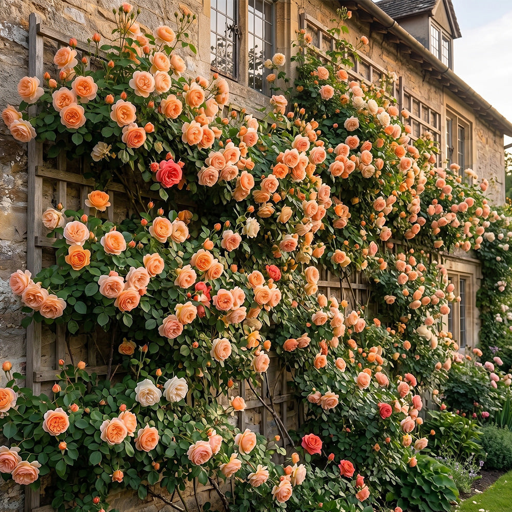 🌈 Premium Climbing Roses Bulbs 🌹 Fast Growing, Easy Care & Highly Fragrant ✨ Perfect for Any Garden