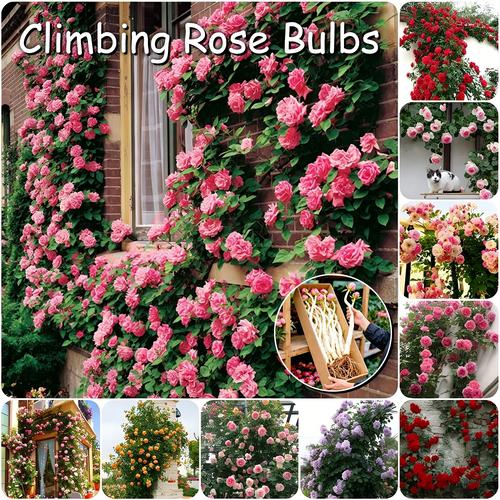 🌈 Premium Climbing Roses Bulbs 🌹 Fast Growing, Easy Care & Highly Fragrant ✨ Perfect for Any Garden