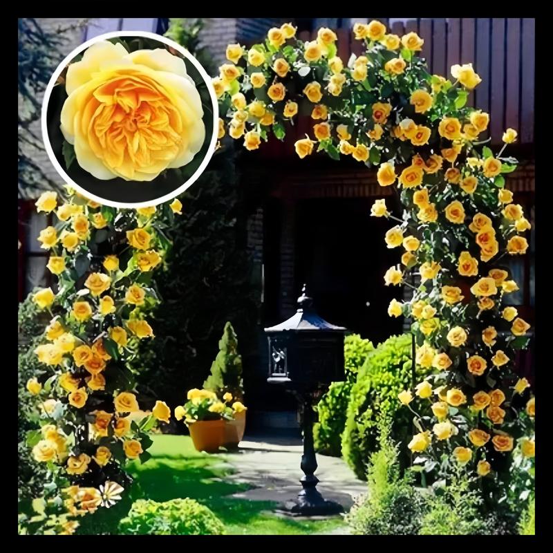 🌈 Premium Climbing Roses Bulbs 🌹 Fast Growing, Easy Care & Highly Fragrant ✨ Perfect for Any Garden