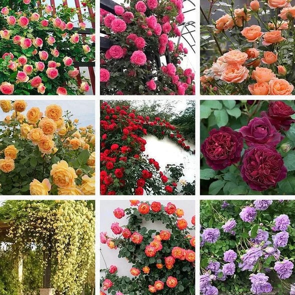 🌈 Premium Climbing Roses Bulbs 🌹 Fast Growing, Easy Care & Highly Fragrant ✨ Perfect for Any Garden