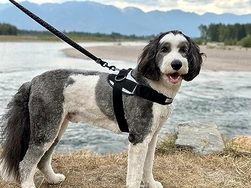 ShawnCo Essential Dog Harness, No-Pull Pet Vest with 3 Leash Clips, No Choke, Reflective, Adjustable and Padded, for Easy Walking and Training for Small, Medium and Large Dogs (Orchid, L)