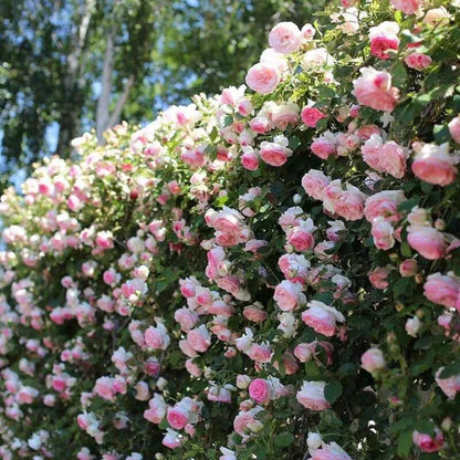 🌈 Premium Climbing Roses Bulbs 🌹 Fast Growing, Easy Care & Highly Fragrant ✨ Perfect for Any Garden
