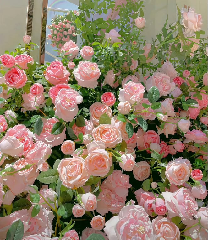 🌈 Premium Climbing Roses Bulbs 🌹 Fast Growing, Easy Care & Highly Fragrant ✨ Perfect for Any Garden