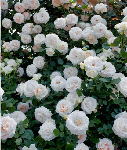 🌈 Premium Climbing Roses Bulbs 🌹 Fast Growing, Easy Care & Highly Fragrant ✨ Perfect for Any Garden