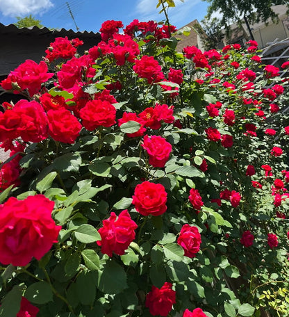 🌈 Premium Climbing Roses Bulbs 🌹 Fast Growing, Easy Care & Highly Fragrant ✨ Perfect for Any Garden