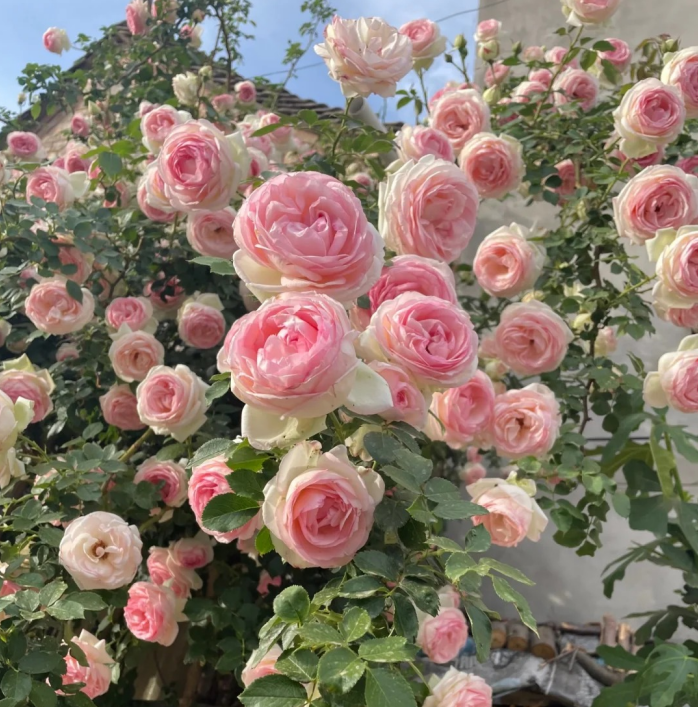 🌈 Premium Climbing Roses Bulbs 🌹 Fast Growing, Easy Care & Highly Fragrant ✨ Perfect for Any Garden
